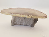 Petrified Wood & Agate Table 1:12